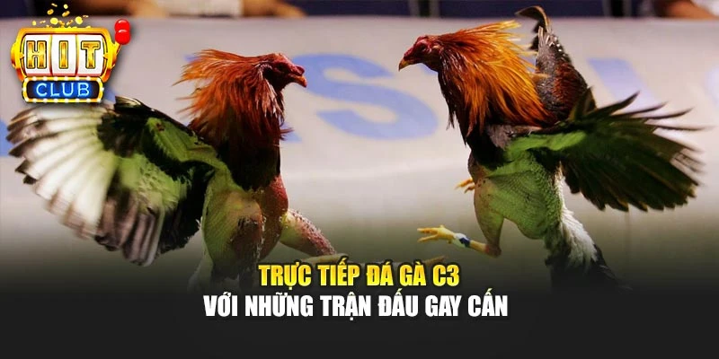 Trực tiếp đá gà C3 với những trận đấu gay cấn 